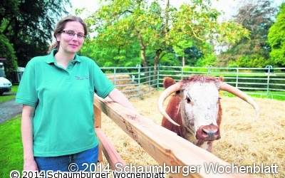 Big Stone Longhorns bei der 