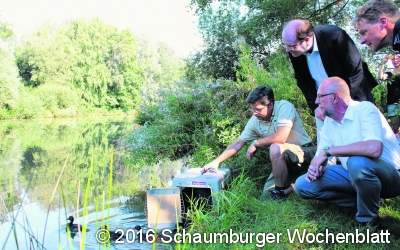 Moorenten suchen das Weite