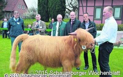 Highland Cattles frisch geföhnt