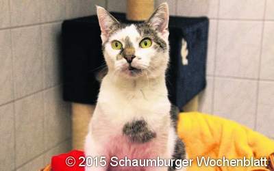 Katze 