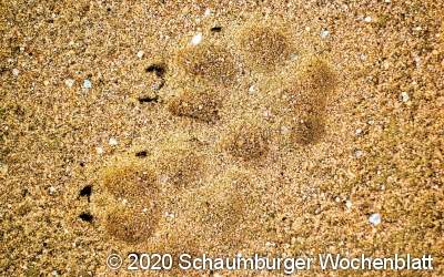 Woran erkenne ich einen Wolf?