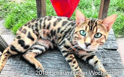Toter Kater am 
Hülseder Straßenrand