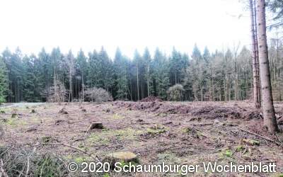 Der Wald kommt wegen Sturm
Zwei Jahre der Extreme / Angst vor dem Borkenkäfer und Waldbränden /