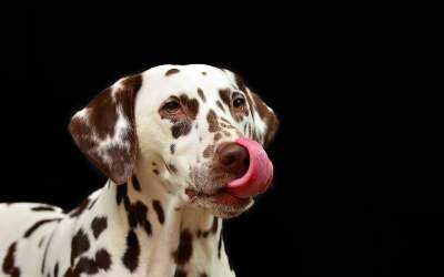 Harmlos oder ernst? Mein Hund leckt sich ständig den Genitalbereich
