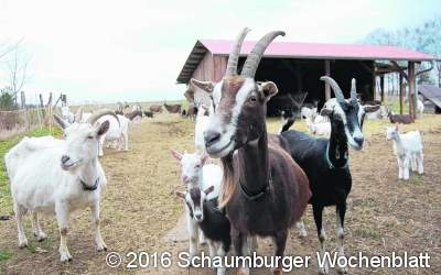 Bauernhöfe laden zur Landpartie
