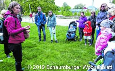 Löwenzahnblüten liefern schmackhaften Gelee