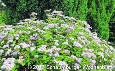 Blumenschmuckwettbewerb setzt viele farbige Akzente
