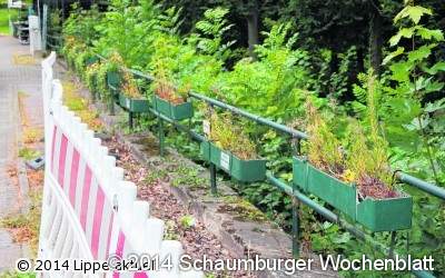 UWG pflanzt Blumen