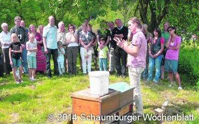 Blicke in den Bienenstock