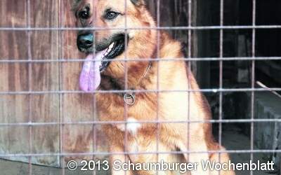 Welche Kosten ein entlaufener Hund verursacht