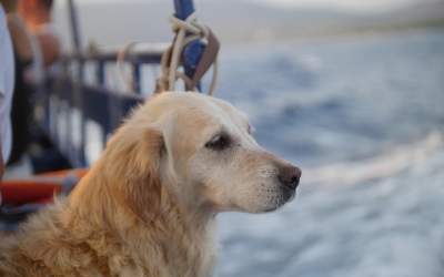 Ein Labrador auf hoher See
