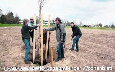 Grüne pflanzen drei Bäume