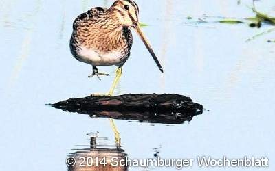 Naturschutzmaßnahmen im Meerbruch beginnen Montag
