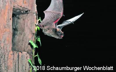 Den Fledermäusen auf der Spur