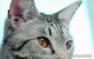 Das tägliche Leid der Katzen
