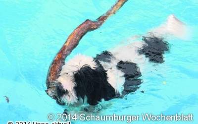 Fellige Gäste planschen im Wasser