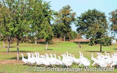 Schaumburg isst weiterhin
Martinsgänse