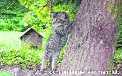Die Bingo-Umweltstiftung fördert die Wildkatzen-Pflege