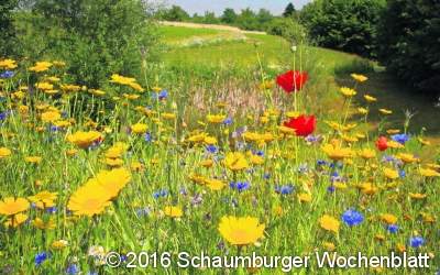 Blühende Landschaften