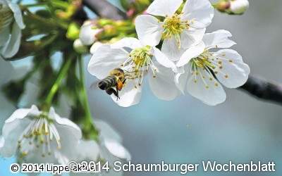Von Bienen und Imkern