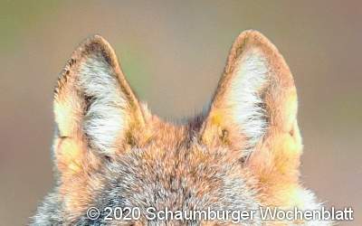 Mein neuer Nachbar der Wolf
