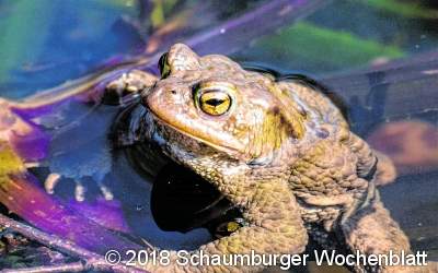 Viele Kröten 