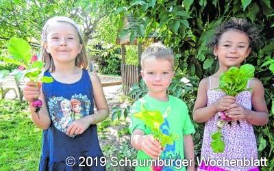 Erste Ernte aus dem Hochbeet