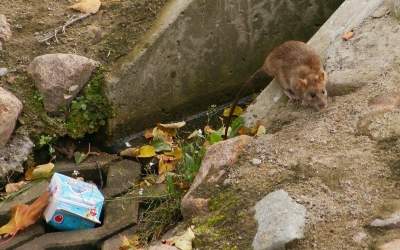 Bekämpfung von Ratten in der Samtgemeinde Rodenberg