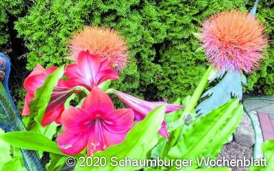 Blühende Amaryllis