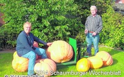 Riesenkürbis geerntet