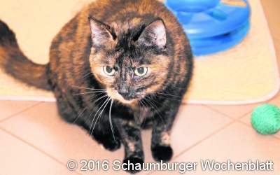 Katze 