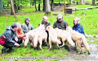 Neun Timber- und Polarwolfskehlen stimmen gemeinsam ihr Geheul an