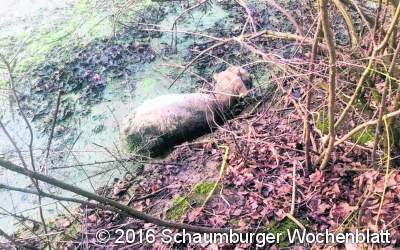 Schaf aus Schlamm befreit