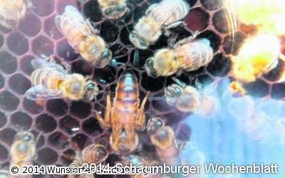 Hobbyimker im Arbeitsfieber
