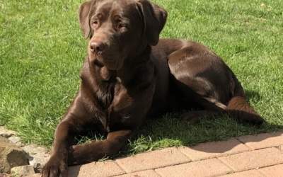 Hund frisst vergiftetes Tierfutter