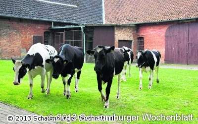 Hilfe, die Rinder sind los!