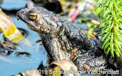 Mehr als 2.000 Amphibien werden sicher zum Laichgewässer gebracht