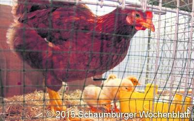 Nachwuchs bei Geflügelschau