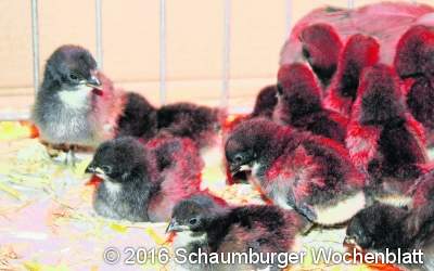 Ausflug in die Welt des Rassegeflügels