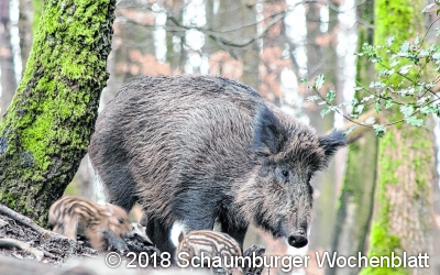 Die Wildschweine stürmen durch die Hofwiesen