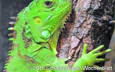 Leguane und Spinnen auch einmal anfassen?