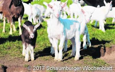 Tierhalter müssen ihre Tiere zählen