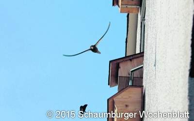 Ein ganzes Leben im Flug
