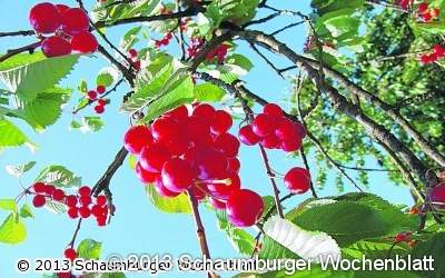 Kirschenfest mit Weitspuck-Wettbewerb