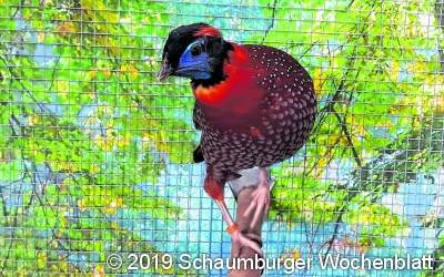 Vogelschau in der Mehrzweckhalle