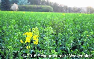 Aus sattem Grün wird leuchtendes Gelb