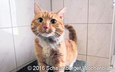 Wer vermisst seinen Kater?