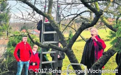 Leistungsfähige Krone für große und süße Früchte
