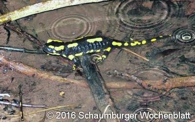 Hilfen für den Feuersalamander