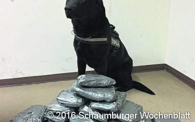 Zollhund Elvis erfolgreich